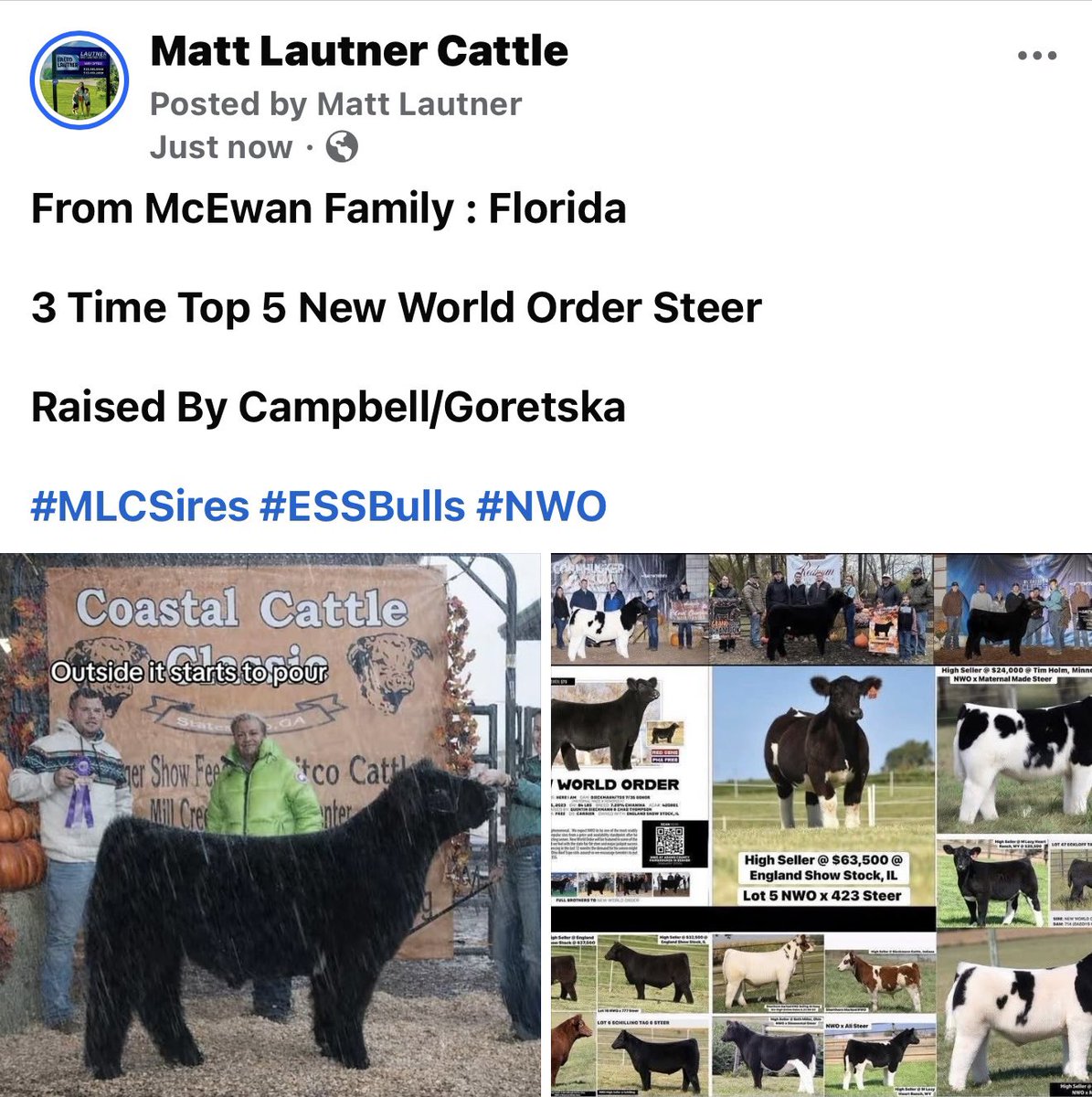 mattlautner's tweet image. From McEwan Family : Florida

3 Time Top 5 New World Order Steer 

Raised By Campbell/Goretska 

#MLCSires #ESSBulls #NWO