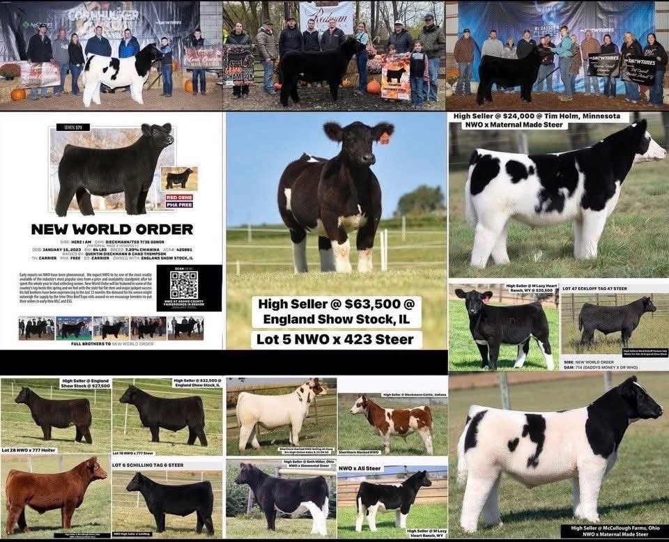 mattlautner's tweet image. From McEwan Family : Florida

3 Time Top 5 New World Order Steer 

Raised By Campbell/Goretska 

#MLCSires #ESSBulls #NWO