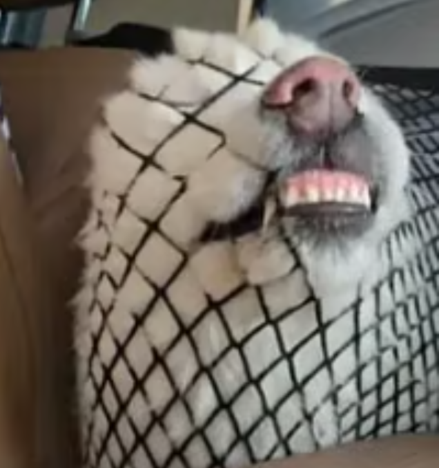 CaptKpn's tweet photo. This Samoyed is the IRL wrapped dog 🐶🎁

Over 500 million views on Instagram in one week
Pure fluff, zero utility, maximum virality

Timeline officially wrapped.

https://t.co/X2VVYdgVIr https://t.co/KWUtOnRRXm