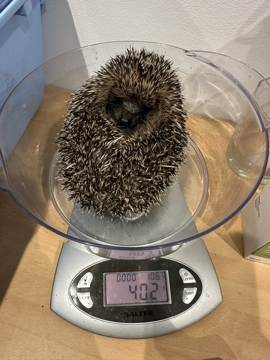 (⫩)Helen Hedgehogs 🦔 tweet media