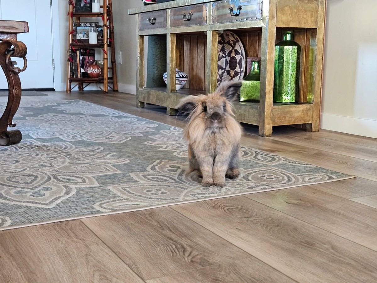 ttas's tweet image. Happy Saturday!  Milo wanted to hop by to say hello to all his friends. Milo is enjoying a vacation with Sebastian's family. He is having tons of fun, enjoying being spoiled each day. Thank you so much to Mary, Steve and Sebastian for hosting Milo!