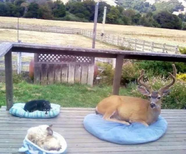 MrPitbull07's tweet image. “My neighbor told me last week that a buck shows up on her back deck every single morning like clockwork, and she started leaving a dog bed out there for him. I laughed when she first said it because who does that, right? But then she sent me this photo and I stopped laughing.…