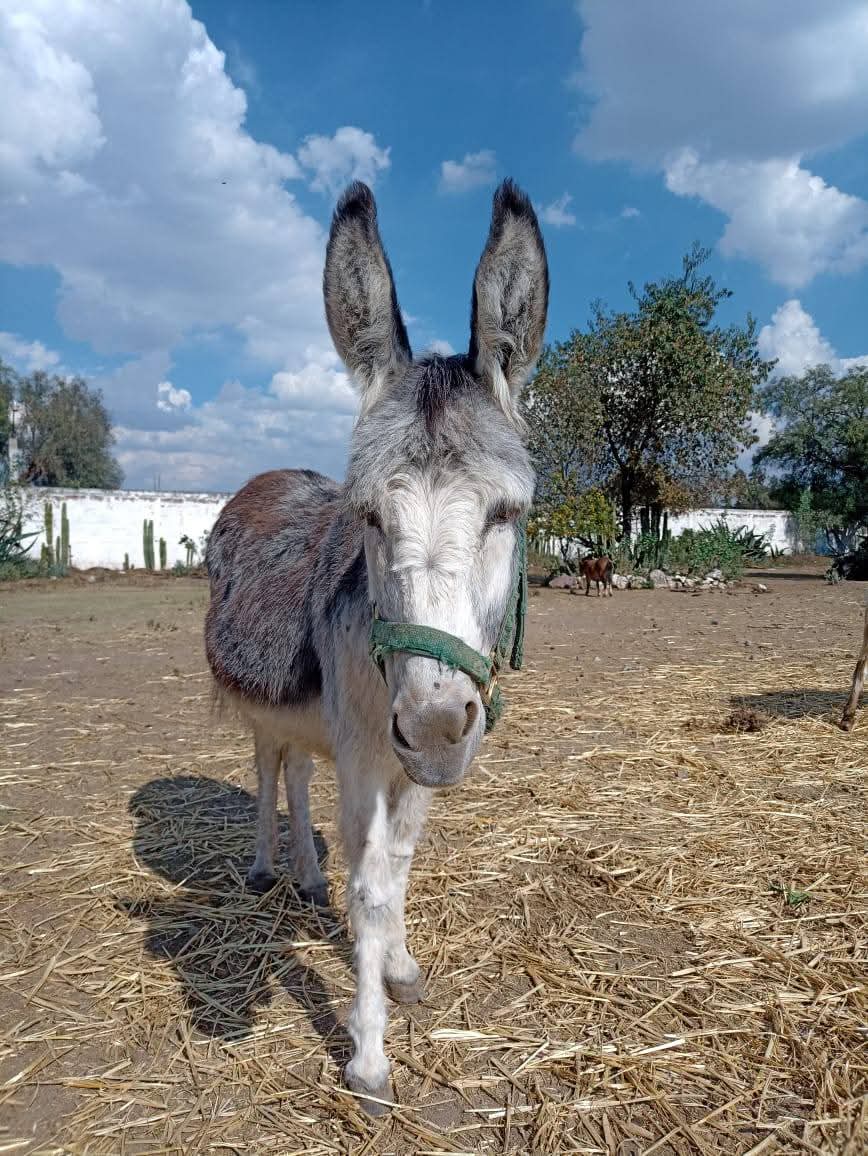 ¡YA SON 98 BURRITOS RESCATADOS! ❤️🎉

Gracias a su apoyo en nuestra Bur-rifa🎄 2025, ¡pudimos realizar 2 rescates más!.

Desafortunadamente una de las pequeñas no tiene nombre 😕

¿NOS AYUDARIAS A NOMBRARLA?

DEJANOS EN LOS COMENTARIOS COMO TE GUSTARIA QUE SE LLAMARA 🙏🏻🙏🏻🙏🏻