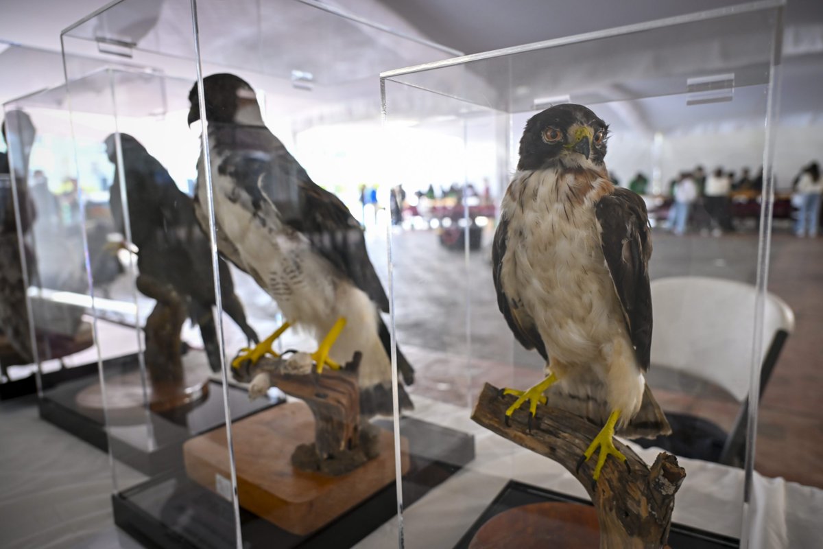 udg_oficial's tweet photo. La exposición itinerante “100 años, Mi historia es natural” del #CUSur cerró su gira 2025 con más de 5,000 visitantes. 🐦⬛🐍🦋
Una muestra única que acerca a la comunidad a la biodiversidad del occidente de México y promueve su preservación. 🌿
🔗 https://t.co/4eEq4P8Ish https://t.co/sUYetPYnDK