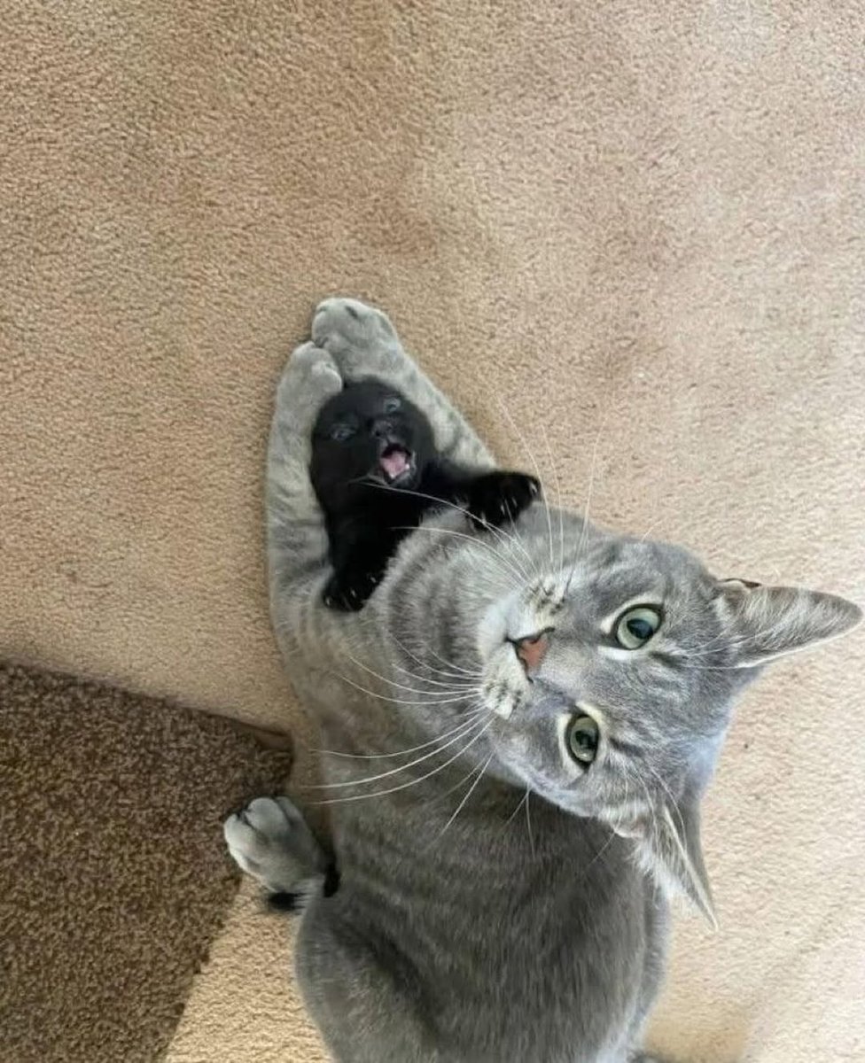 smol silly cat tweet media