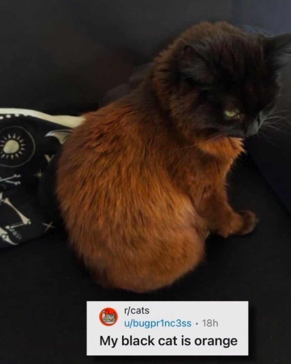 Catsillyness's tweet image. 