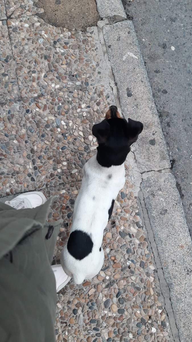 ATENCIÓN #ANTEQUERA !!
Esta Bodeguera ha sido recogida en #Antequera (Málaga) sin microchip.
¿Alguien la ha perdido, la está buscando o la reconoce?.
CONTACTO: ARCA DEL TORCAL móvil 637 17 60 58 (WhatsApp).
