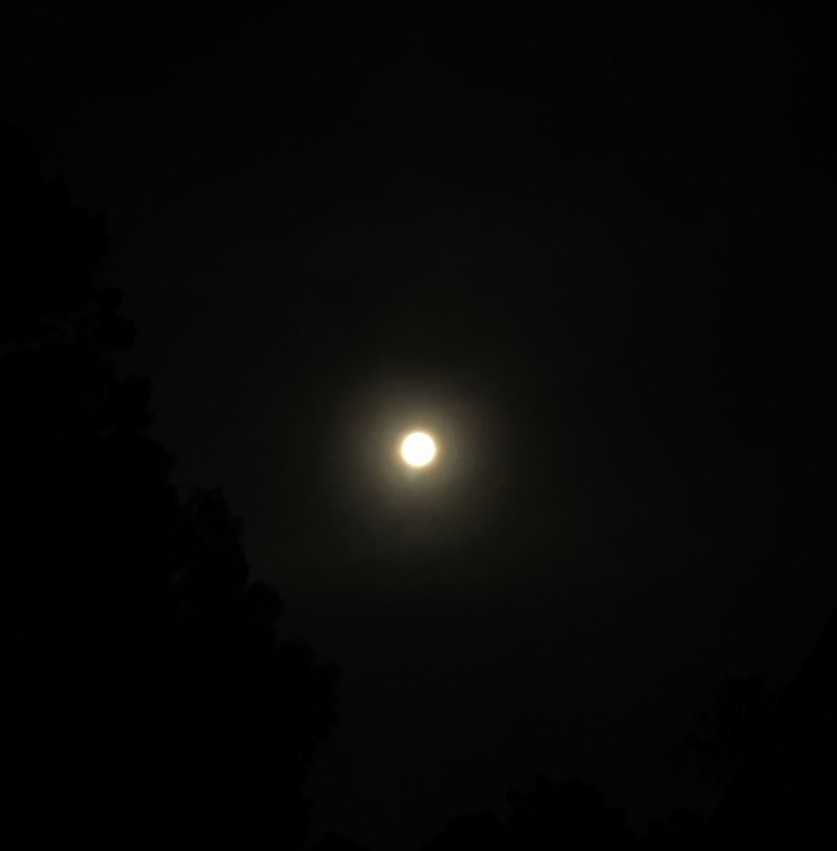 Jasmine 🌌🔭 tweet media