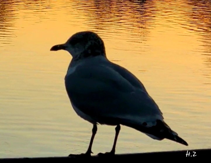 huda zahid tweet media