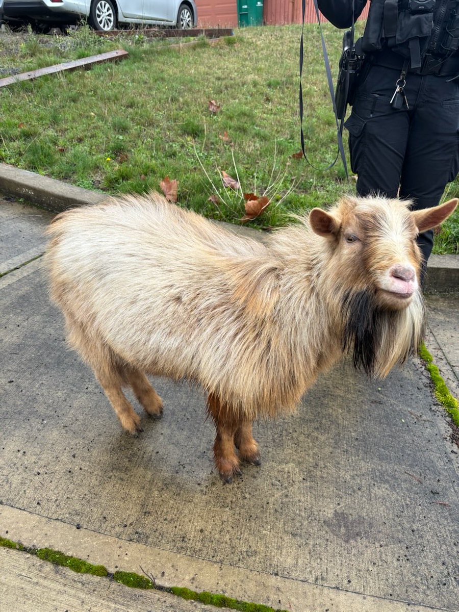 Washington County Sheriff’s Office (Oregon) tweet media