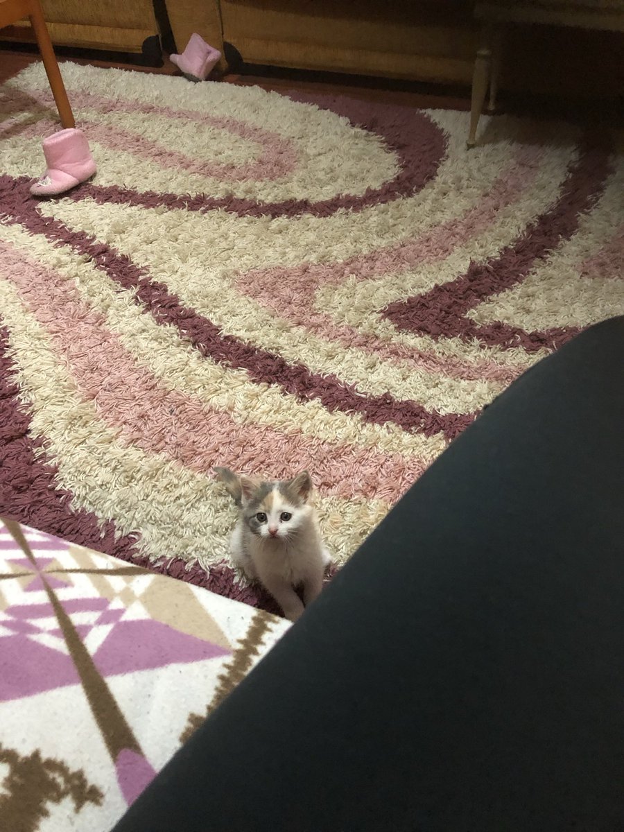 uzaktan çekilmiş yavru kedi fotoğraflarında kedinin kapladığı alan çok güldürüyor 🥹