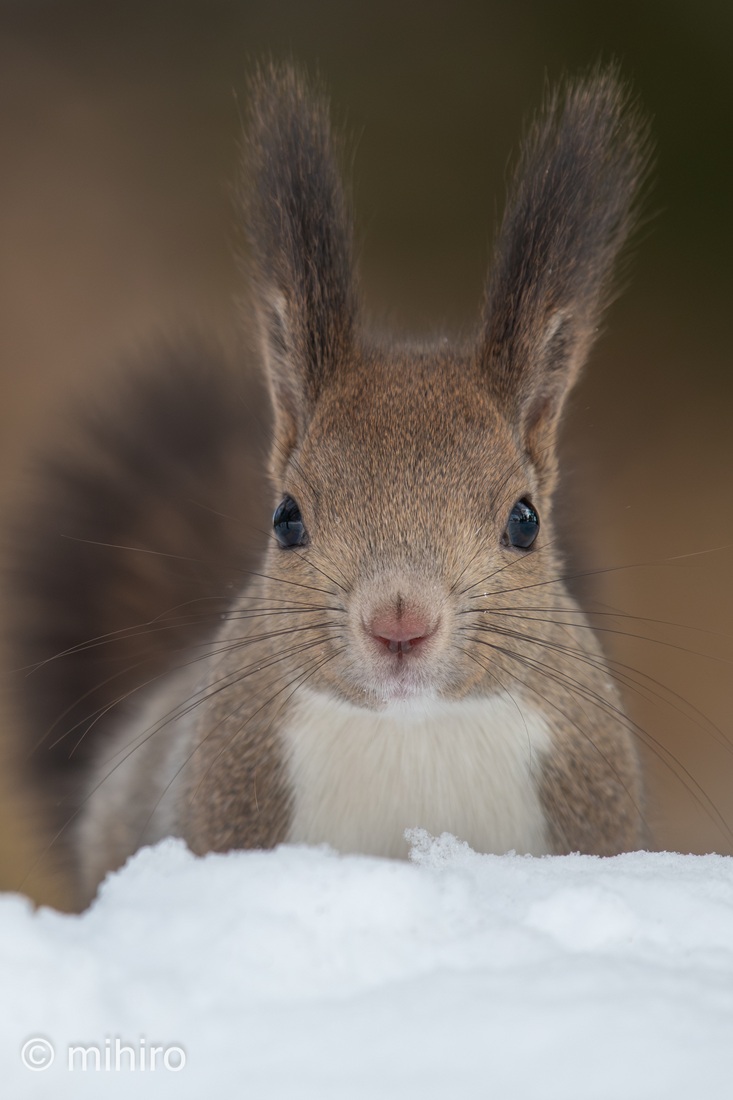 こぴー (@copy_photos) / Posts / X