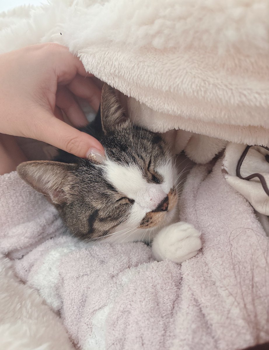 🇸🇪FGK🇸🇪C107(水) 西2け47b (@XJ6FgkABS) / Posts / X