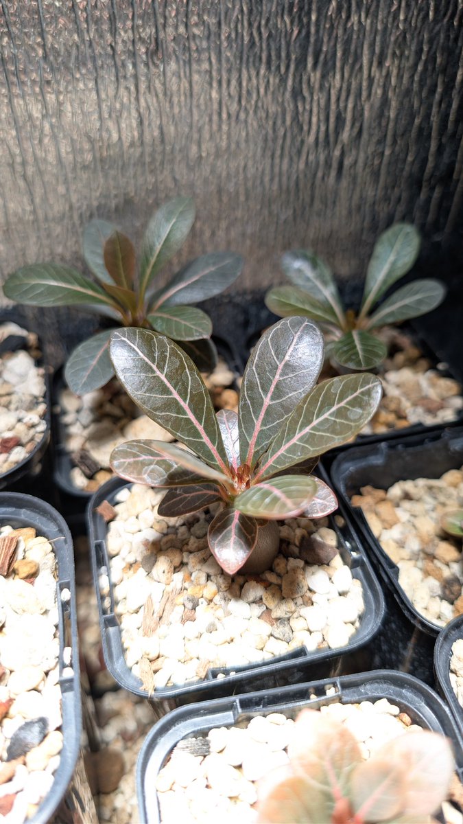 イエメン直輸入のアデニウム・ソコトラナム(当然純血🤗)種子の実生