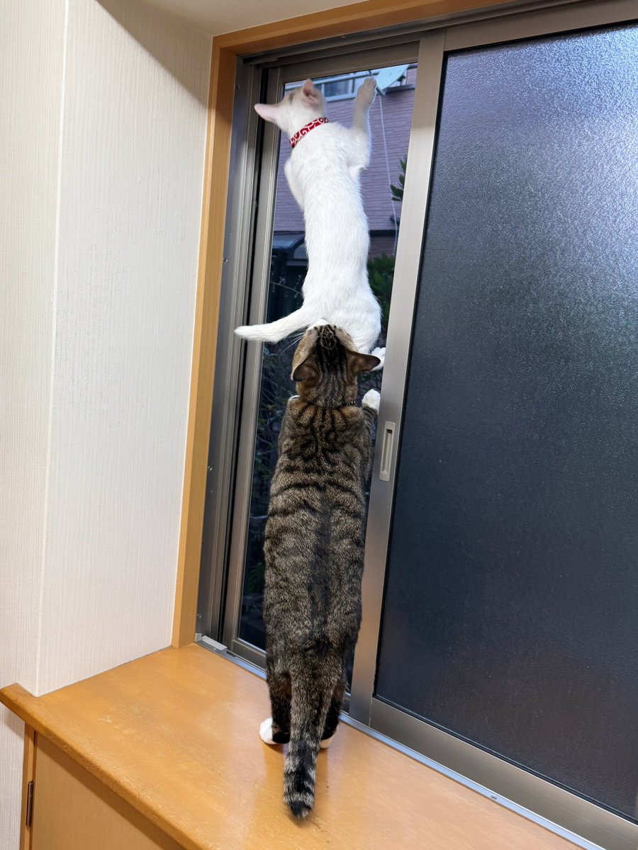 やめなさい😂🐱🐱