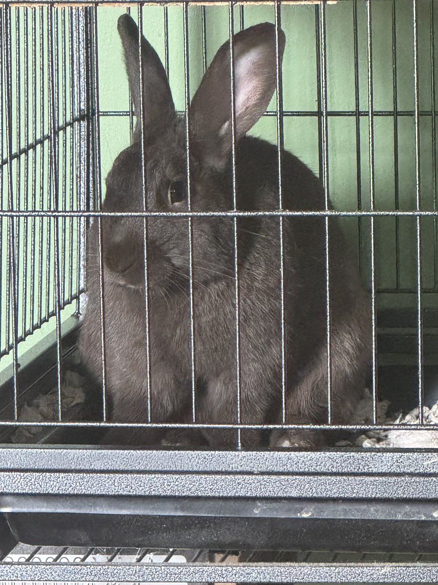 51storms's tweet photo. Last picture I got of him before my parents decided to get rid of him because they didn’t want him in their home anymore, ima move out soon, they have done this so many times to me https://t.co/Fjtc1iPugs