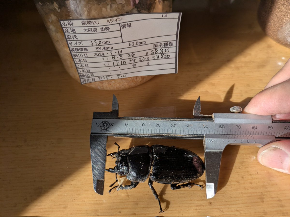 年末年始休暇に入ったので虫部屋の整理してました。1本羽化だった期待してないメスを計測したら59ミリで驚きました、メスも3本羽化を目指してますが1本羽化でこれだけ大きくなるんですね。