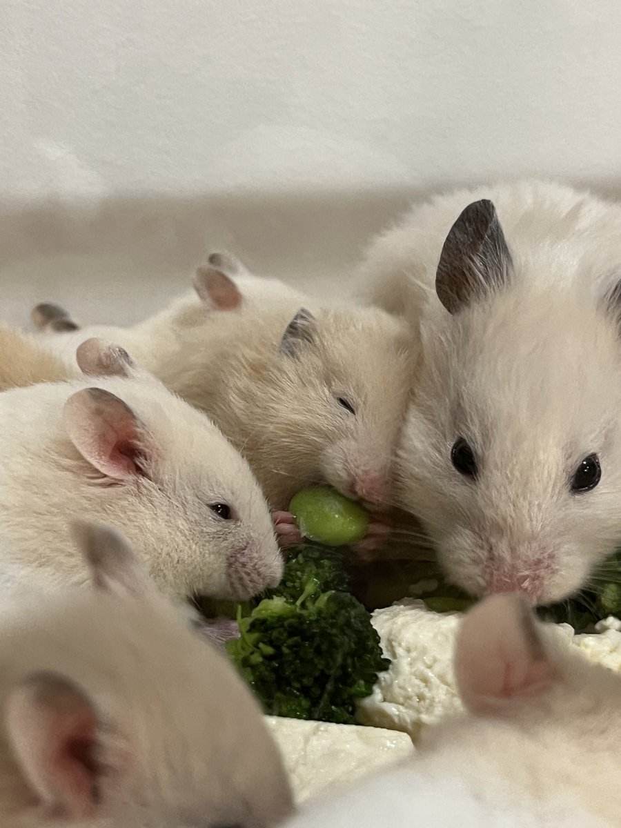 寒くて寂しいとき、赤ちゃんハムスターが幸せそうにしてる写真みて