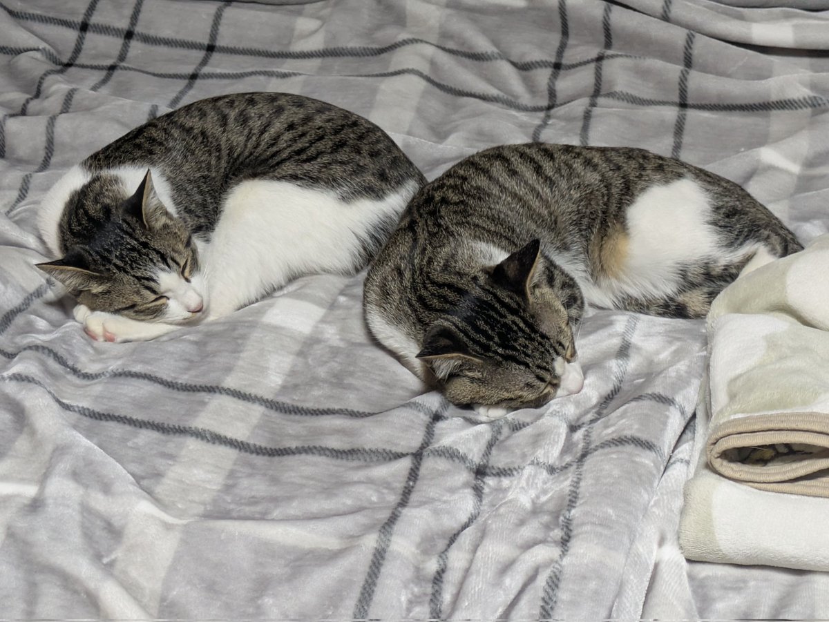 HARUHUTABA07's tweet photo. 最近猫を保護しました。こっちでも報告！ https://t.co/uKovSdi5EN