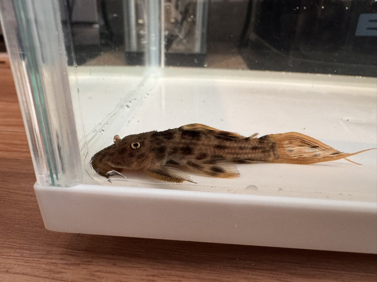 【商談中】プレコ　4匹まとめて プレコ