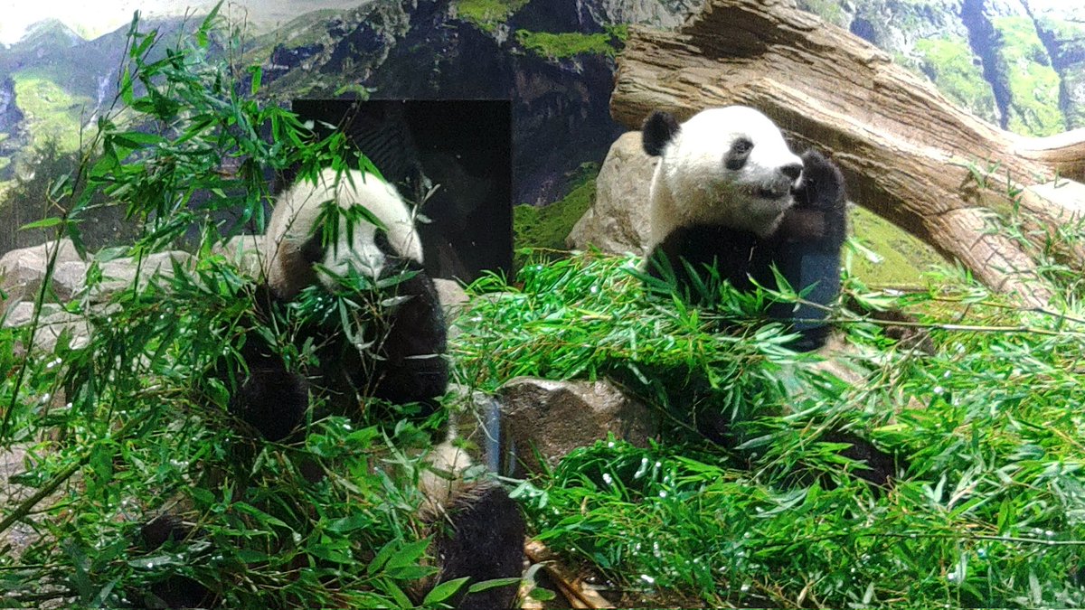 前々回にパンダを見たのは2023年8月20日らしい。このときは2頭とも