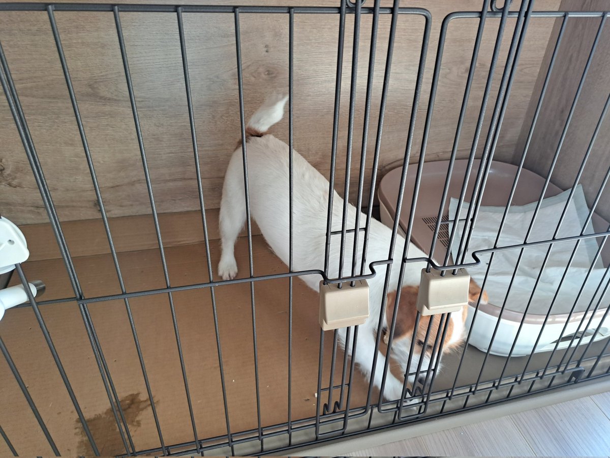 かずぽん かずぽん (@kazup_ai) / Posts / X