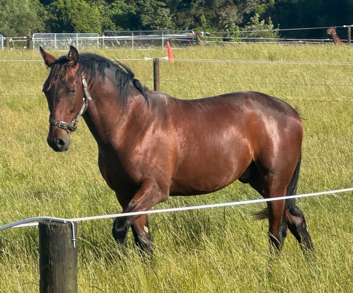 Ultimate Breeding tweet media