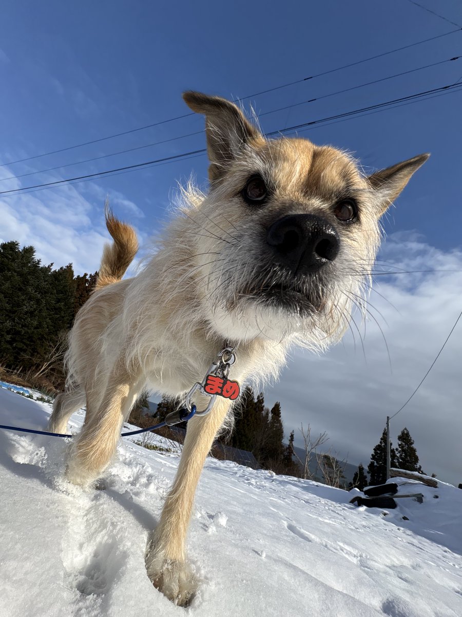 わんこ•*¨*•.¸♬︎ お姉ちゃん寝ながらわふわふ言って心配でち🐶💦