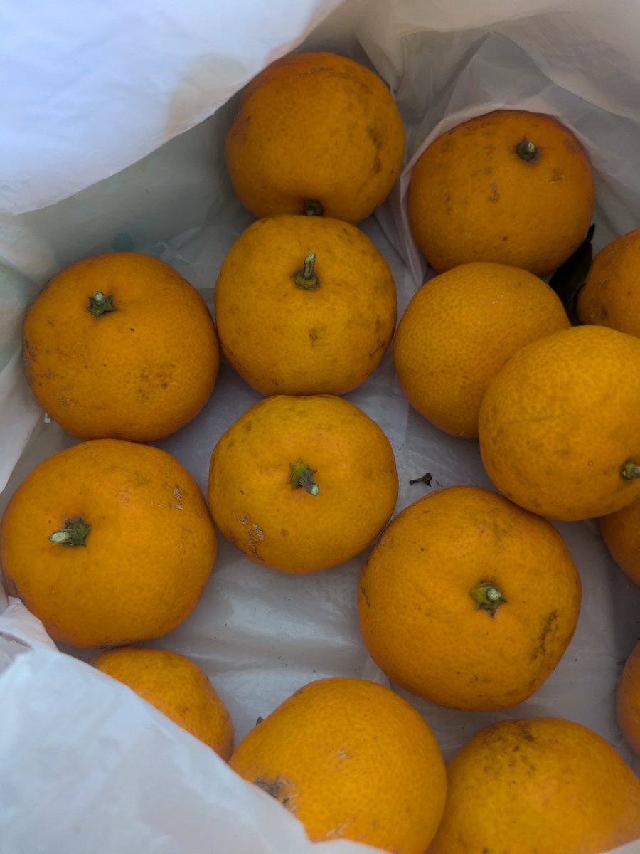 よっしー (@siroyoshi88) / Posts / X