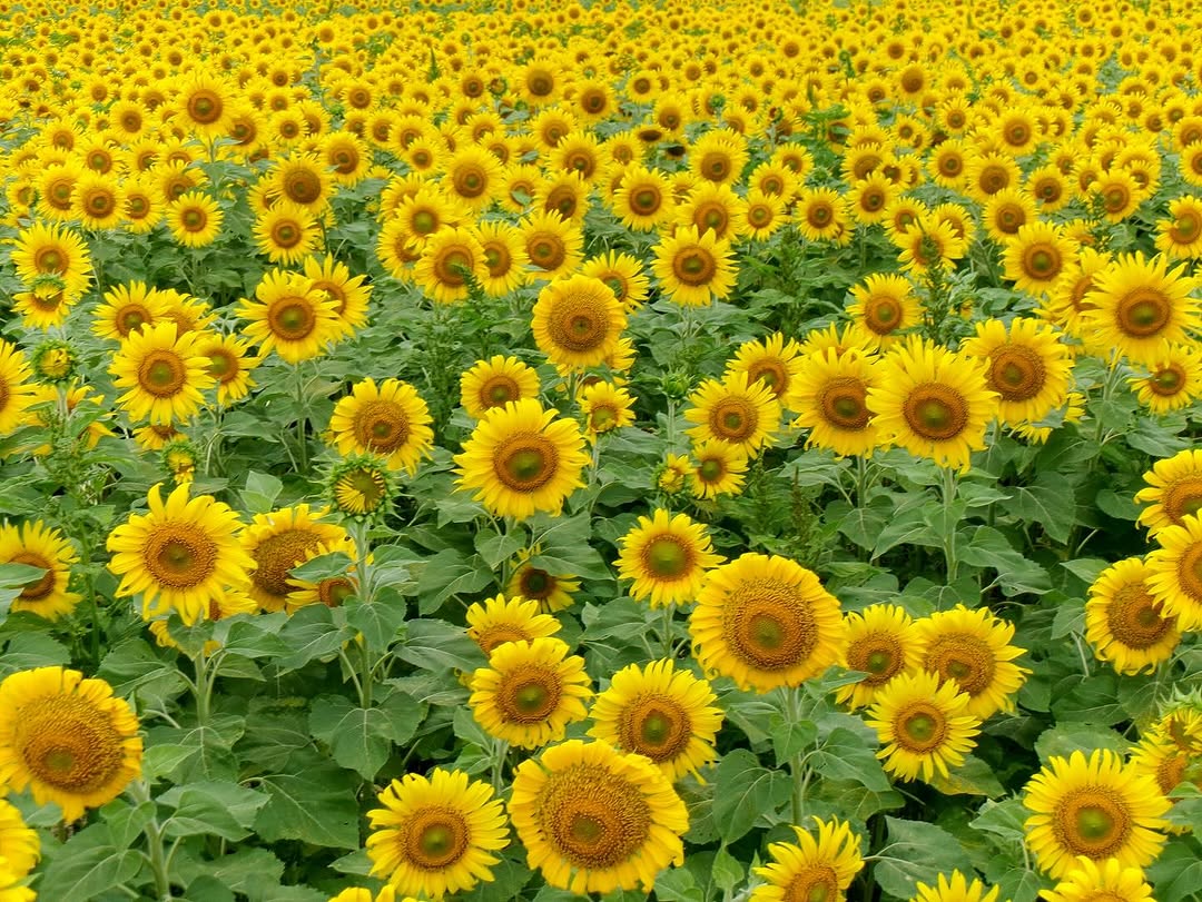 KODAKPIXPRO's tweet image. Lost in a sea of sunshine 🌻✨
.
.
.
.
.
📸Credit: @_nori_take_
Shot on: KODAK PIXPRO FZ55

#fz55 #sunflower #sunflowers #flowers #nature #smile #yellow  #kodakpixpro #kodak #pixpro #camera #photography #potd #picoftheday #repost #dontphoneitin #realcamerasrock #memoriesmatter
