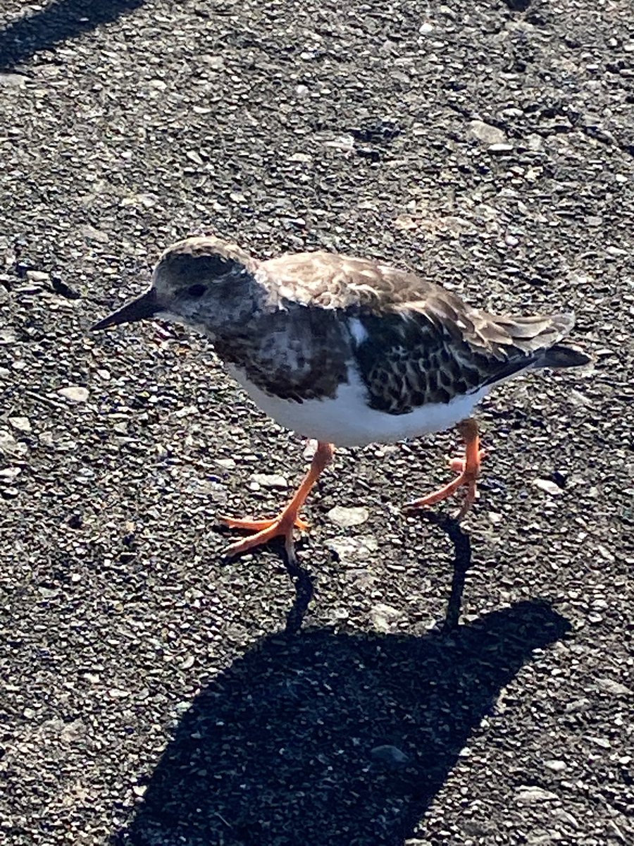 ちゃとら ฅ (@chatra_p5x) / Posts / X