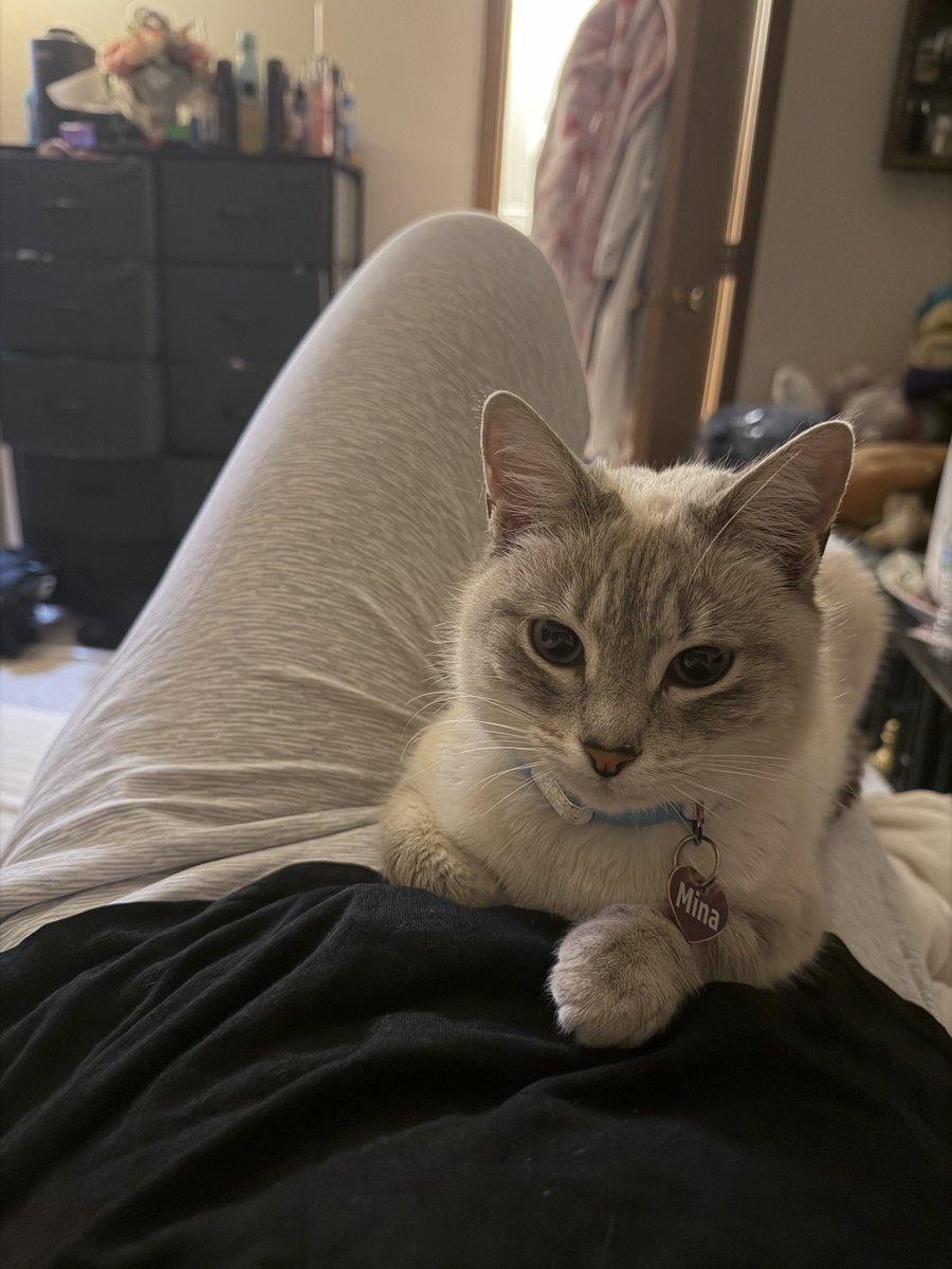 midnightcrawls's tweet photo. Ok I know I wanted a cat that would be obsessed with me but I wasn’t expecting Mina to get in the shower with me and now that I’m out she’s laying on me like this https://t.co/MuS396I221