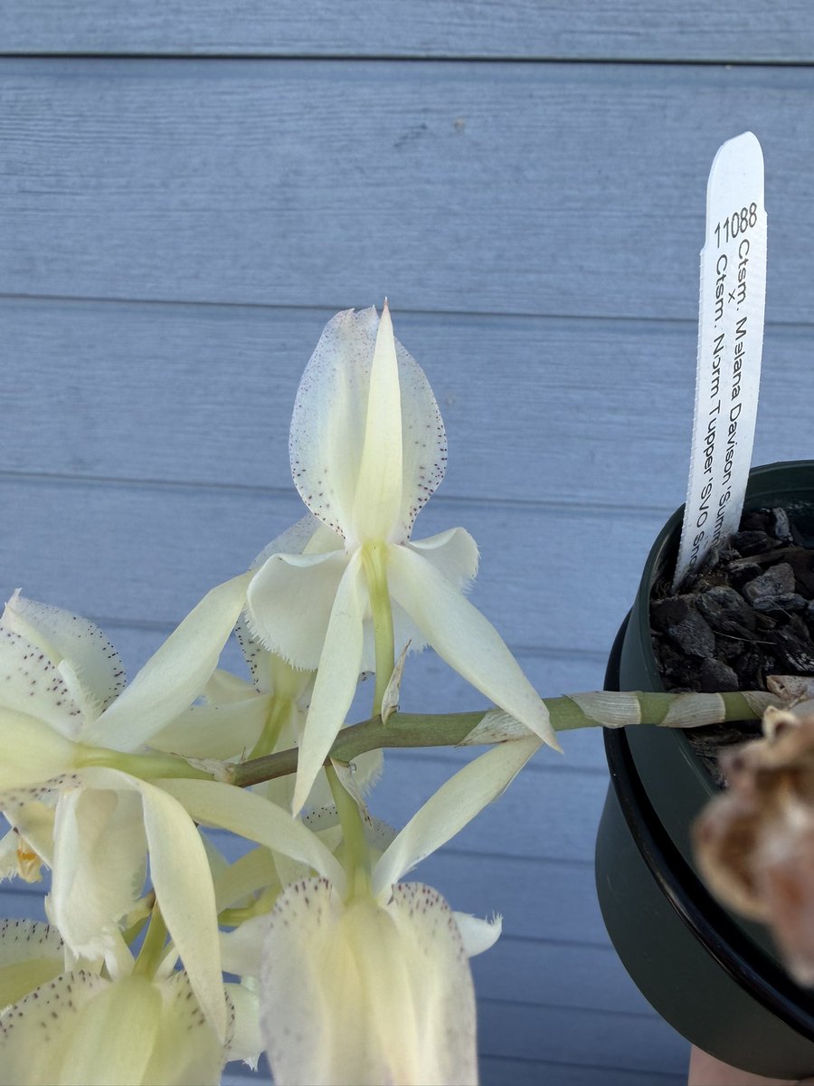 北条早雲@タケノコ蘭沼 (@chakky12031020) / Posts / X