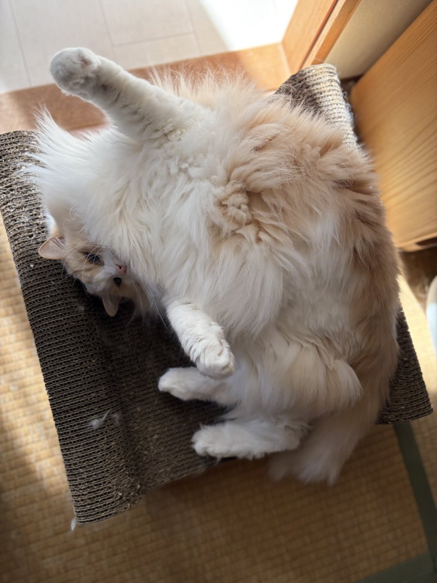 るいにゃ (@ruinya27) / Posts / X