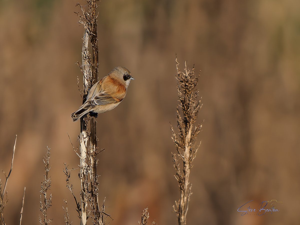 bentos1368's tweet image. The Penduline Tit at Aust just over the bridge, a first for me for this scarce visitor to the UK. 
Despite the Baltic cold and howling wind this male popped it's head up above the reeds for about five seconds at about 50 yards so just happy to have captured him at all... #om1
