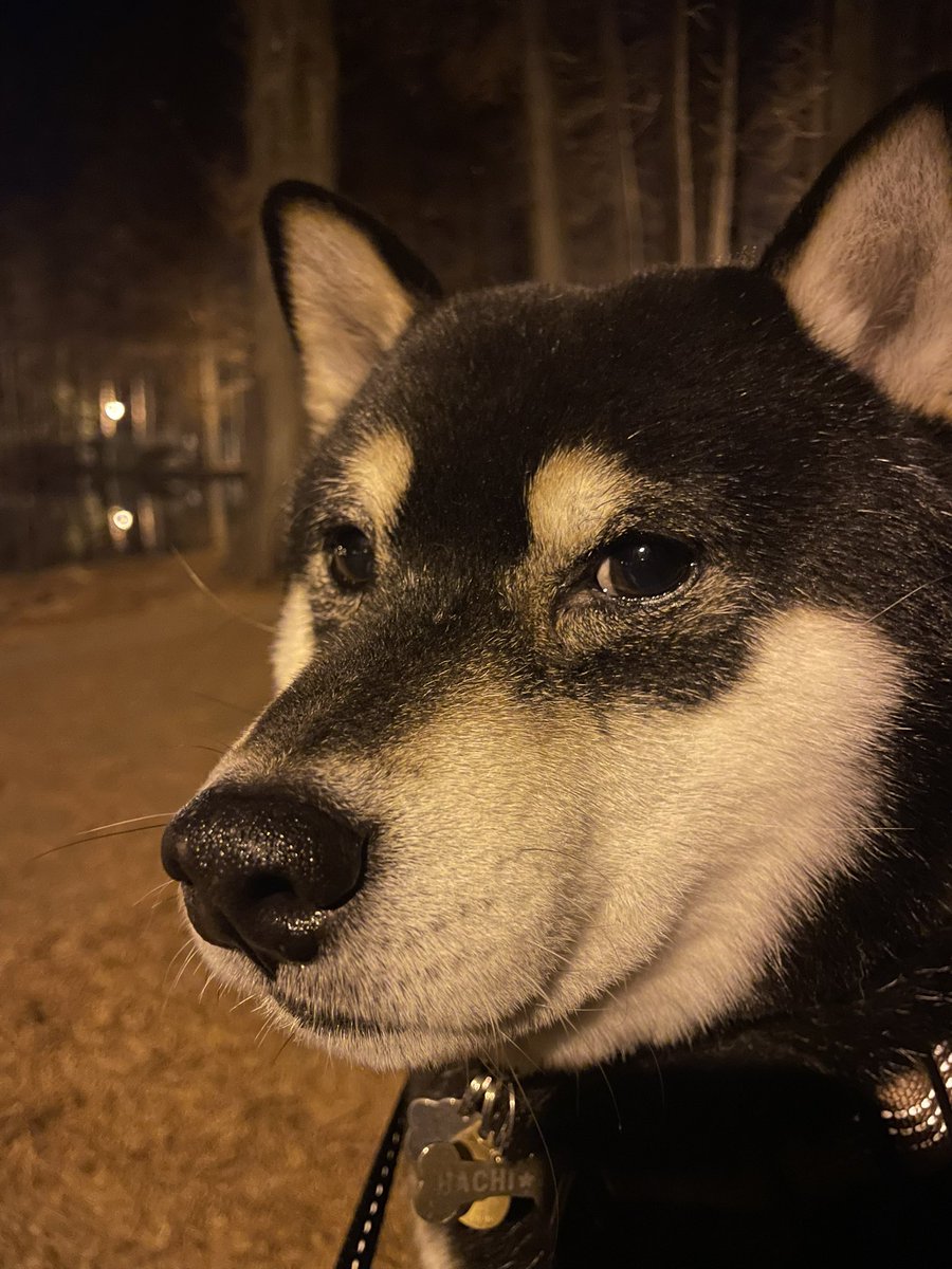 しば犬です。私の汗と涙が染み付いています。 しば犬です。私の汗と涙が染み付いています。