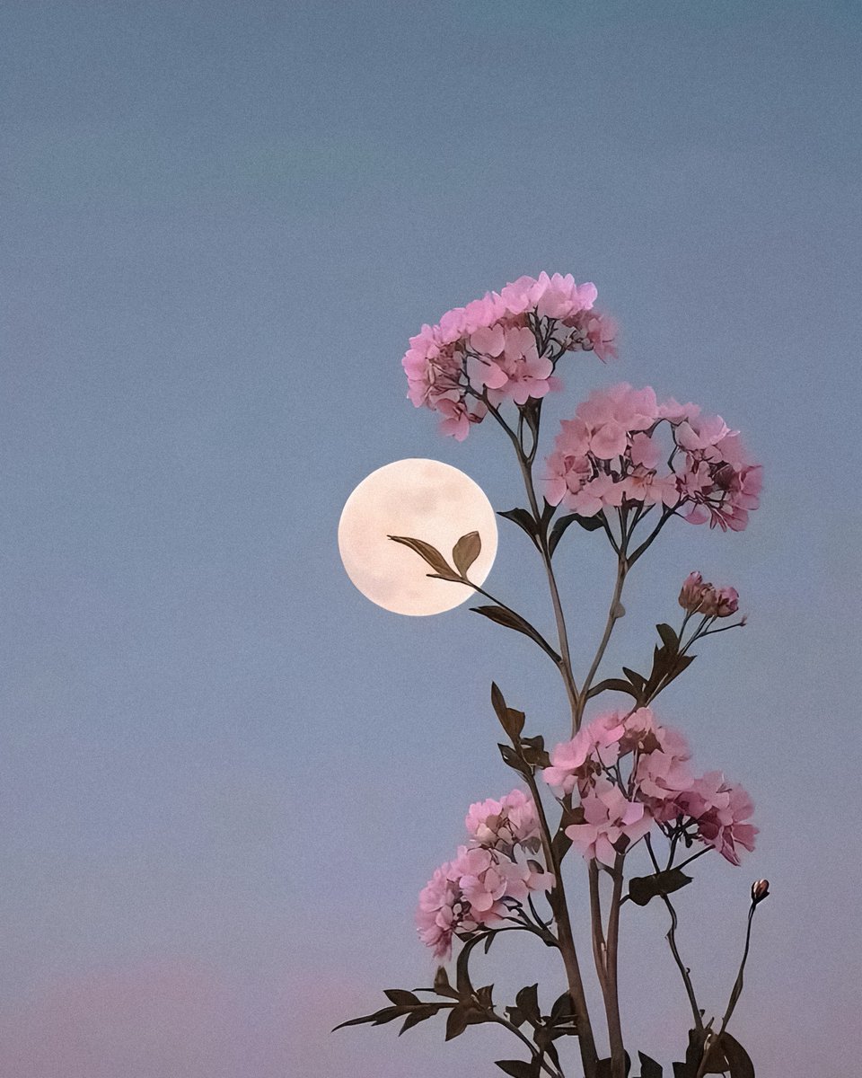 studio ghibli (@gardenofghibli) on Twitter photo 