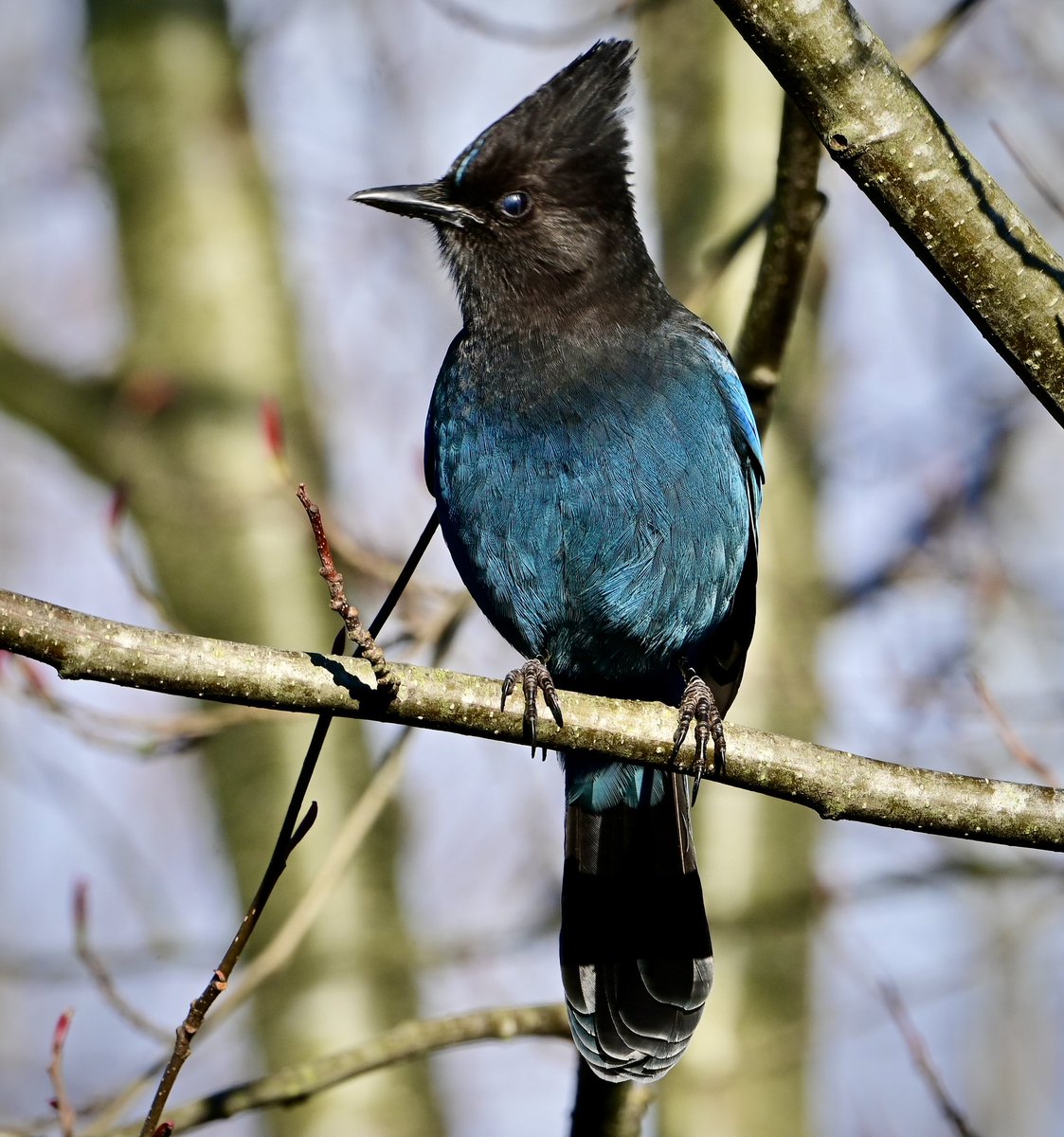 cgcrd's tweet image. Today’s Steller’s Jay on a sunny Saturday afternoon. #birdphotography #NaturePhotography
