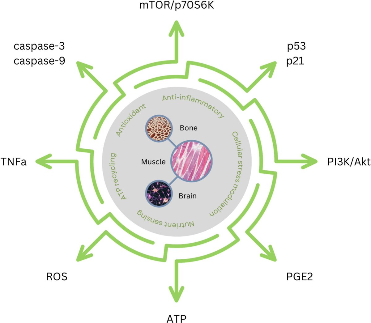 blakes_world1's tweet photo. Creatine & cellular senescence: from molecular pathways to populational health

▶️Creatine holds significant promise as a therapeutic agent for mitigating cellular senescence & its associated conditions. 
▶️By addressing key drivers of senescence, such as mitochondrial dysfunction, oxidative stress, & inflammation, creatine supplementation may offer a novel approach to promoting healthy aging & managing age-related diseases.
https://t.co/EGzjxHG4Vg @_atanas_
@drfherediaz @DrGrimaldesJ @DrRPalmquist @DHPSP
Key tissues & molecular targets for creatine in senescence biology & therapeutic applications: