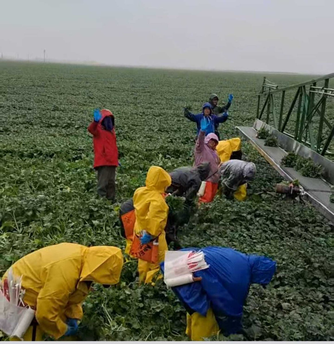 "Martin" sent this pic from CA's Imperial Valley where they are harvesting rappini broccoli. "It's raining which makes the work harder. We are harvesting and making small bunches of rapini which we feed into the machine  to pack it into boxes. It is very tiring work." #WeFeedYou