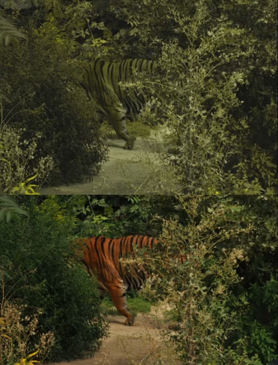 🐅 Le tigre n’est pas orange pour ses proies.

Ce que nous voyons comme un fauve flamboyant, les cerfs et les sangliers le perçoivent comme une forme verdâtre, fondue dans la végétation.

Pourquoi ? Parce que les humains sont trichromates (nous voyons l’orange), alors que ses