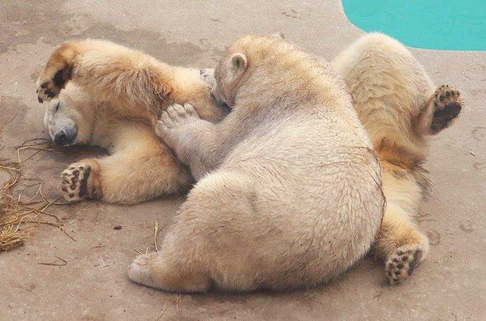 七絵♡ʕ•ᴥ•ʔ🐼 (@a9AUyw0nUeEqz8h) / Posts / X