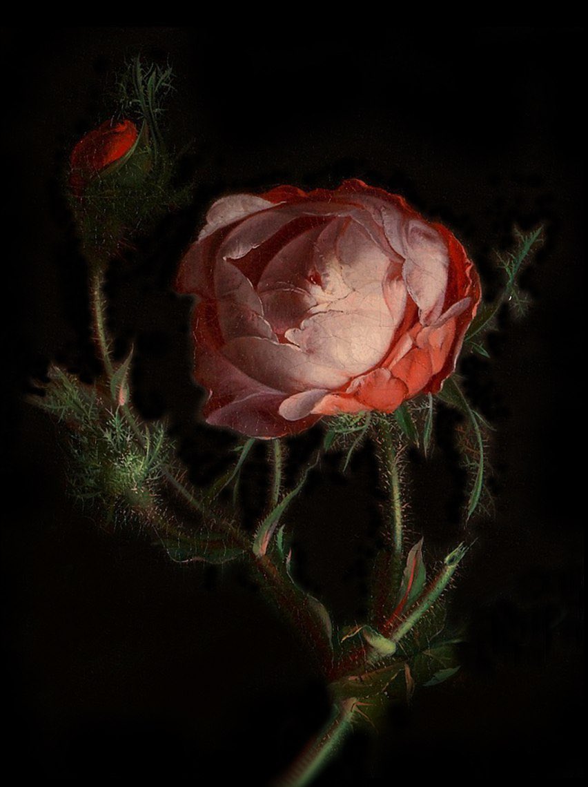 flowers by rachel ruysch (1664-1750)