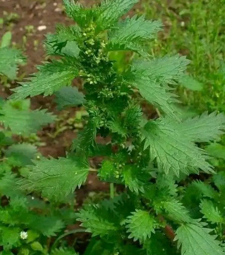 أمثـــال شعبيـــــة ⚙️ tweet media