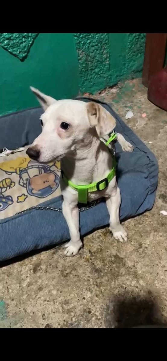 SERVICIO SOCIAL✅️ 
#SEBUSCA 📣 
#EXTRAVIADO ‼️ 

Buenas  solicito de su ayuda para encontrar q mi perrito ayer en el transcurso de la noche se escapó  coloco esta foto de mi perrito extraviado y no anda puesto su collar responde al nombre de poncho 🥺normalmente se le pone