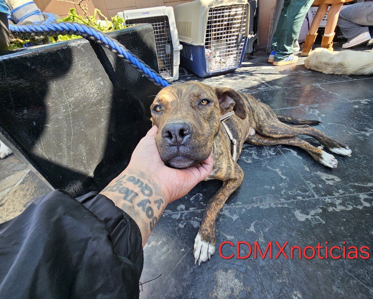 PrensaCDMX's tweet photo. #Perritos #abandonados en la #CentralDeAbasto fueron #adoptados el día de hoy...
Con grandes muestras de cariño decenas de personas acudieron para buscar un perrito o un gatito y "darle otra oportunidad en un hogar de verdad" y así poder...
https://t.co/hT81wJcayV https://t.co/14YcelX1OU