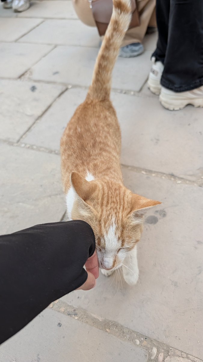 民宿的德國人是好聽的低音炮
講話會讓人心癢癢的那種震動感

但在台灣的震動好像太震了一點
這次台北竟然有到4級
家裡的貓貓又嚇到剉尿
真的有夠心疼
好想飛奔回家抱抱了