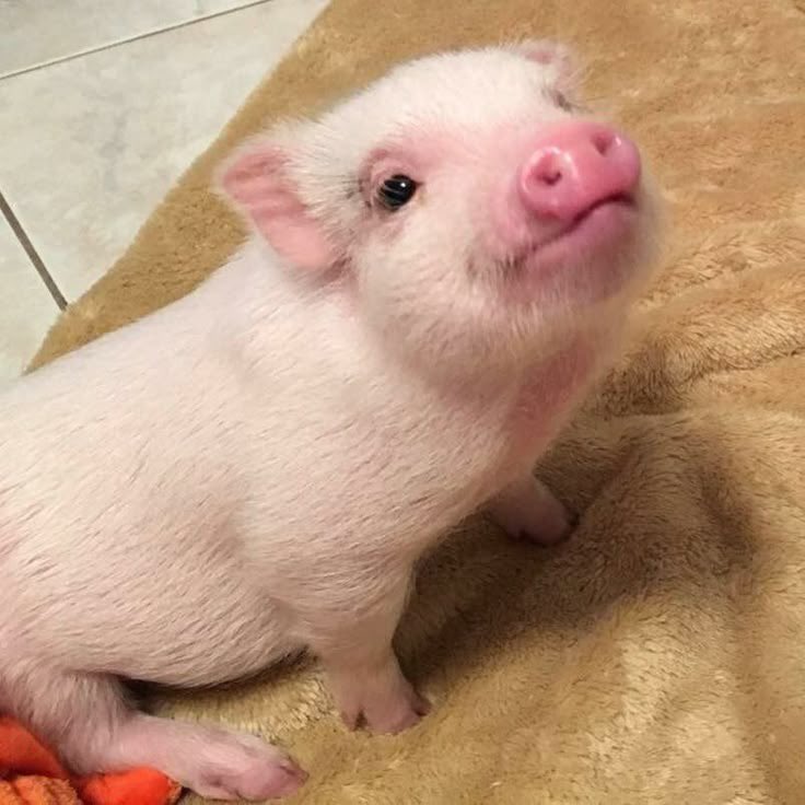 Kabul etmiyorum çok tatlı yavrusu bir başka 🥹