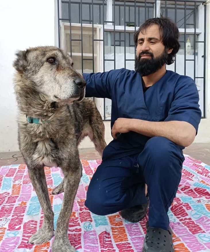 KSARshelter's tweet image. With just 3️⃣ days to go, we're # 2️⃣ on My Giving Circle! The top 🏆 are big this cycle, and we'd love to stay in the 🏃. Every 🗳️ counts, and every donation helps us save animals in so much need here. This grand old boy Frances has been with us just a few days and is getting used…