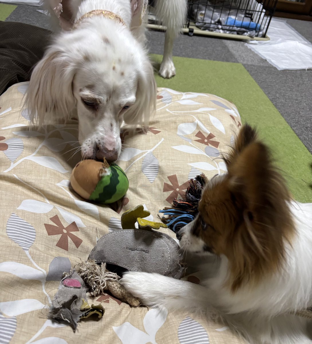 めるも「ボク うぃん、弟はエア 妹はエイル よろしくね